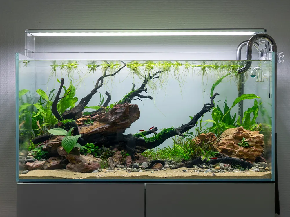 Why every fish keeper needs a wet and dry vacuum cleaner