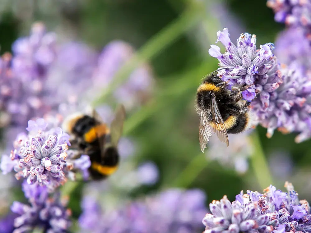 make your garden more insect friendly